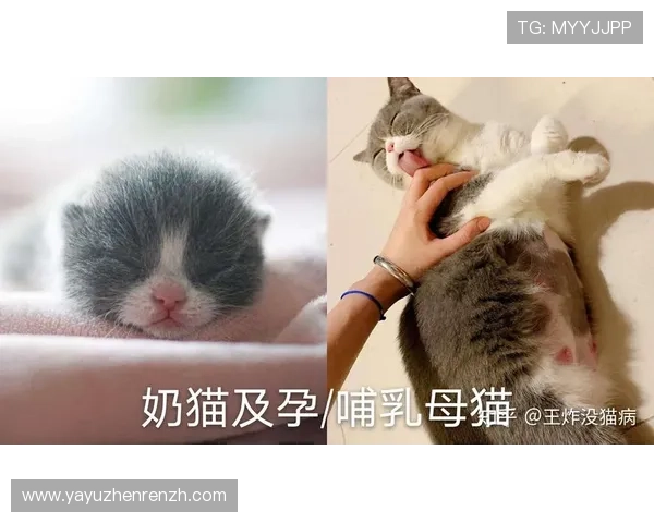 如何快速找到猫真人txt电子书免费下载链接，完整阅读体验指南