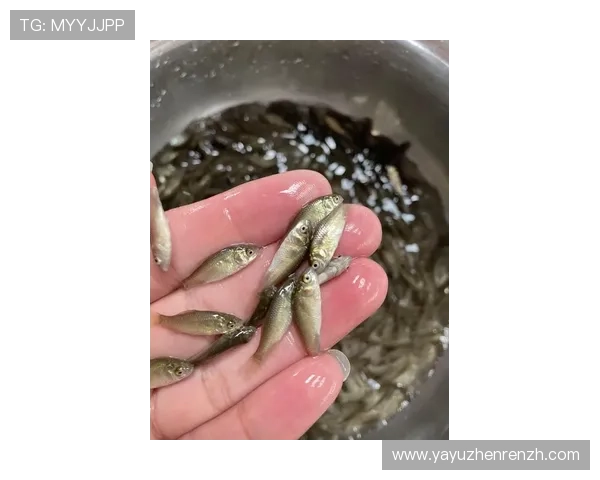 多宝真人官网入口网址官方最新入口,提供便捷安全的游戏体验与详细操作指南 多宝真人官网入口网址官方最新入口,提供便捷安全的游戏体验与详细操作指南